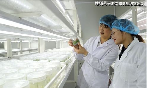 生姜組培苗工廠化生產(chǎn)技術(shù)及核心儀器設(shè)備清單