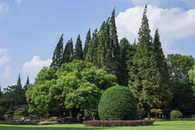 藍天白云樹林草地景觀風景圖片素材_免費下載_jpg圖片格式_VRF高清圖片 .
