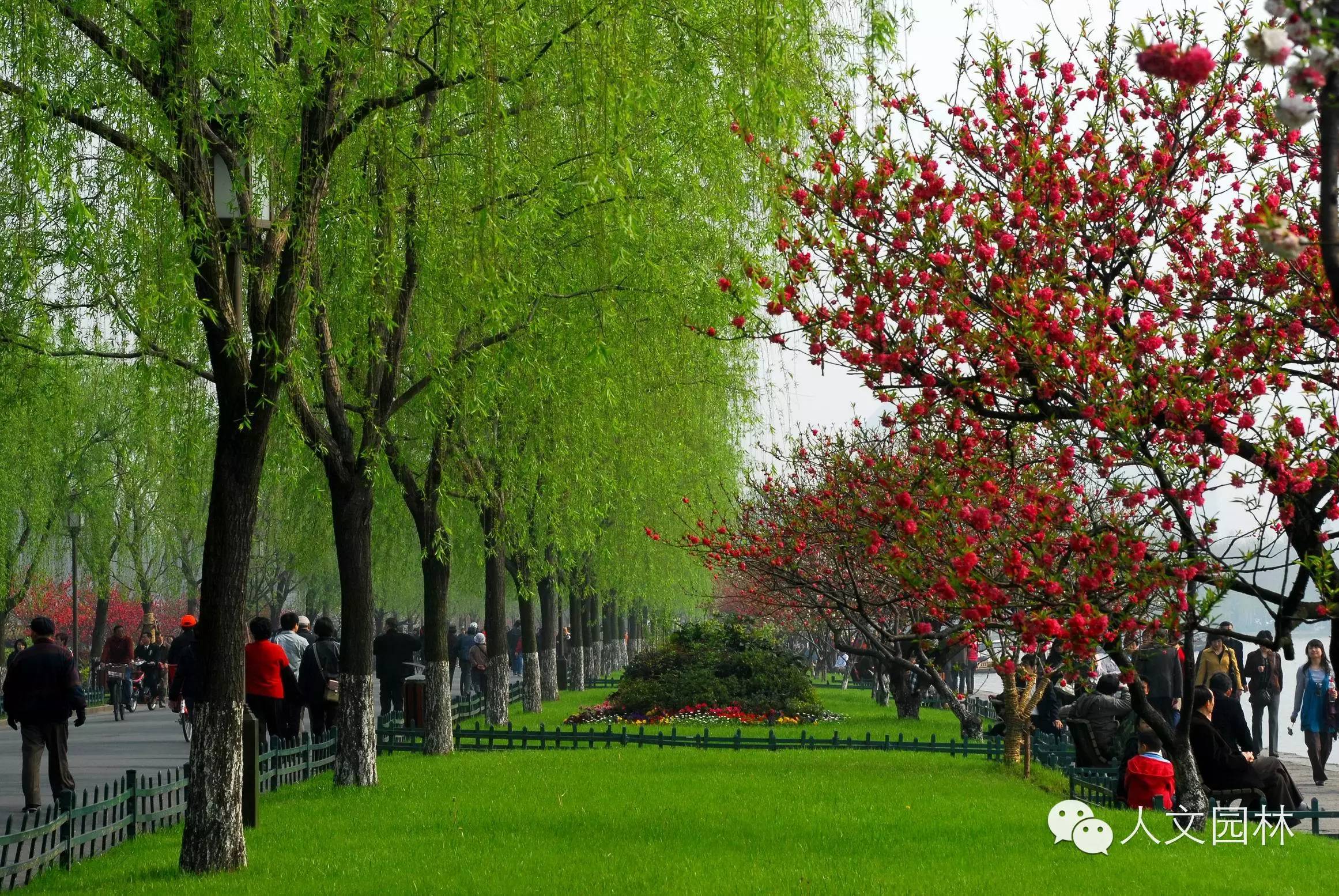 《西湖園林植物景觀藝術(shù)》 科學(xué)藝術(shù)融合的綠意明珠